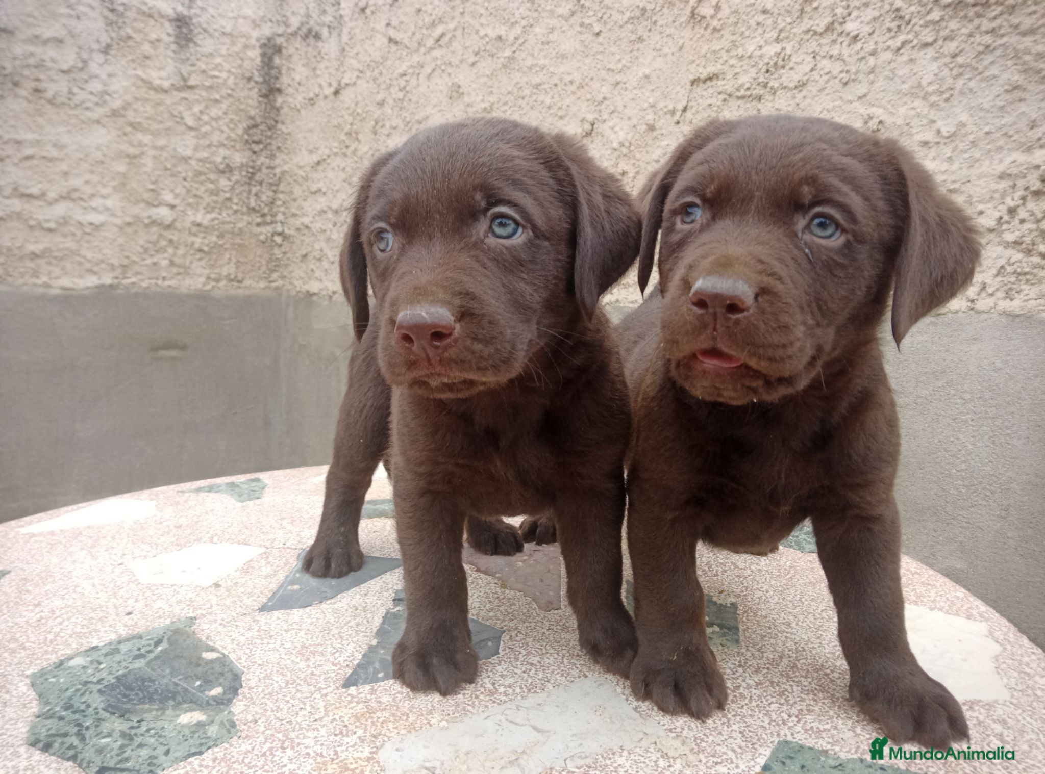 Labrador Retriever perros Cachorros de Labrador - Anuncio 2