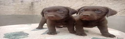Labrador Retriever perros en venta: Cachorros de Labrador - Anuncio 1