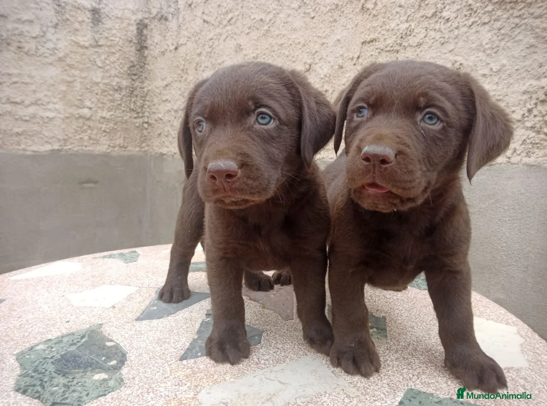 Labrador Retriever perros en venta: Cachorros de Labrador - Anuncio 1