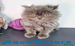 Persa gatos en venta: Persa Macho 9000 - AQUANATURA en Barcelona - Imagen 11