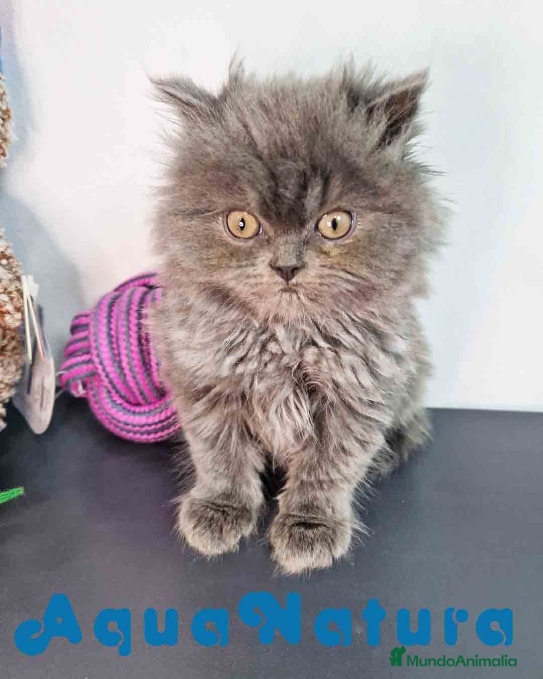Persa gatos en venta: Persa Macho 9000 - AQUANATURA en Barcelona - Imagen 11