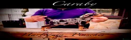 Pinscher Miniatura perros en venta: Caraby Harlequin Pinscher Benidorm  - Anuncio 8