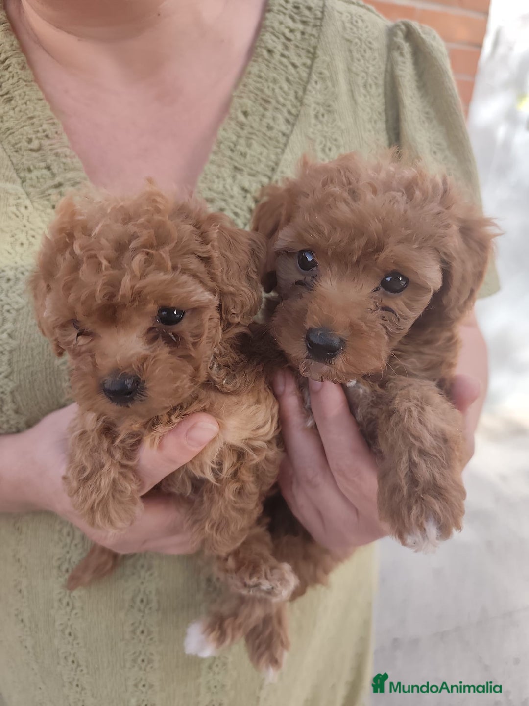 Caniche Toy perros en venta: Hermanitos de Caniche rojo toy disponible.  - Imagen 1
