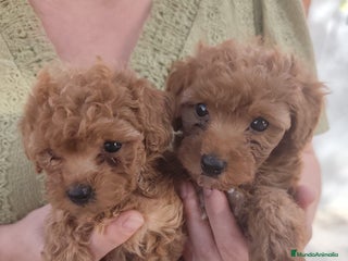 Caniche Toy perros - Anuncio 27