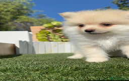 Pomerania perros en venta: POMERANIA MACHO - Imagen 19