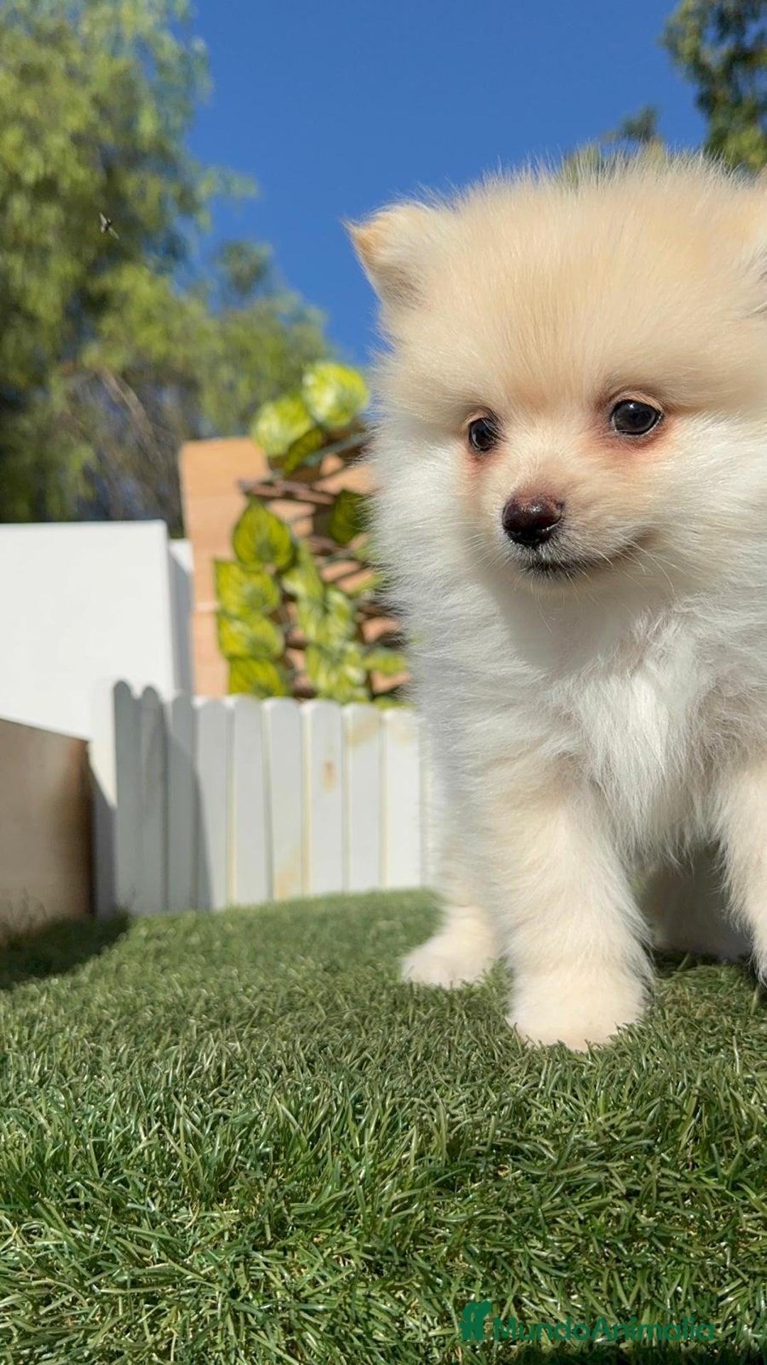 Pomerania perros en venta: POMERANIA MACHO - Imagen 19