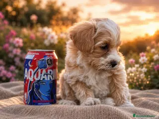 Maltipoo perros Maltipoo machos - Anuncio 2