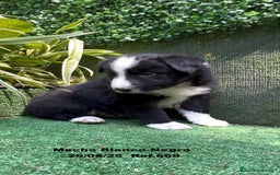 Border Collie perros en venta: Border Collie De Villa Biznaga - Imagen 17