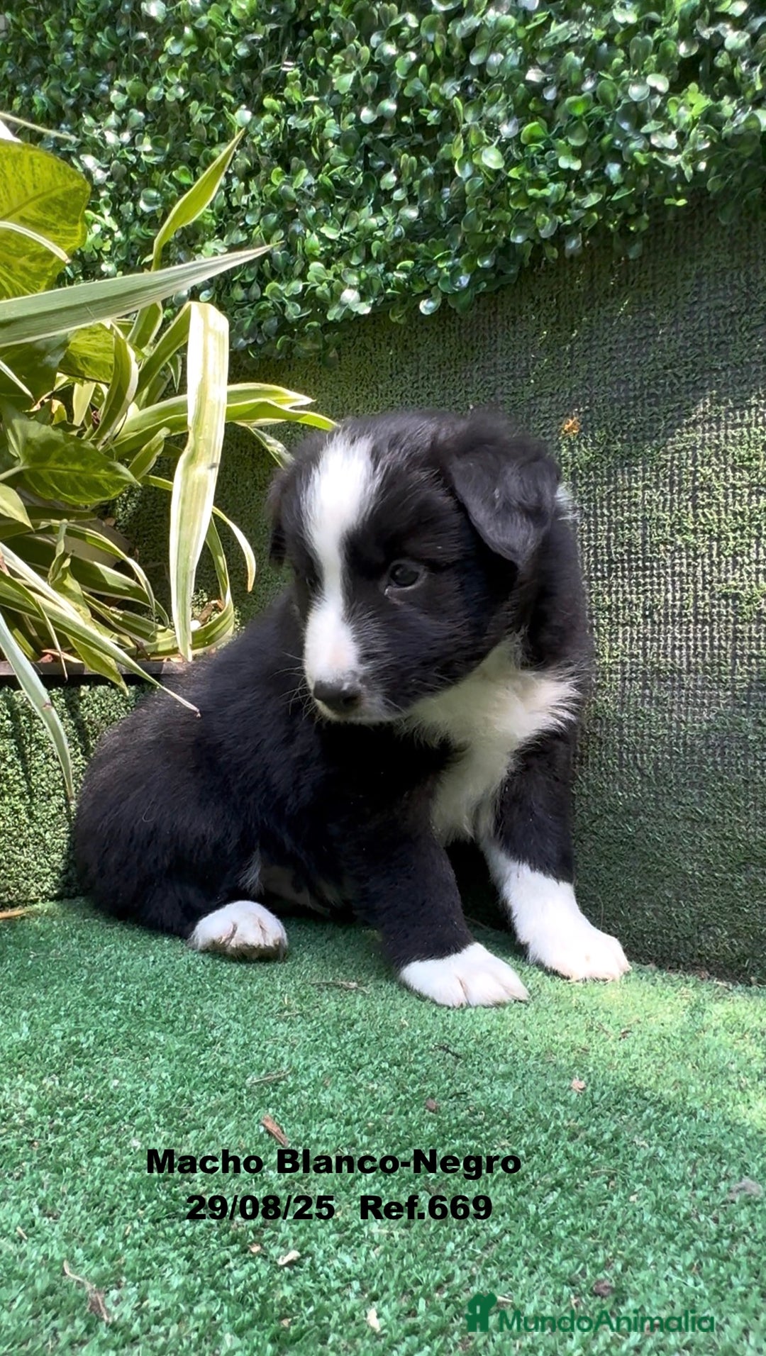 Border Collie perros en venta: Border Collie De Villa Biznaga - Imagen 17