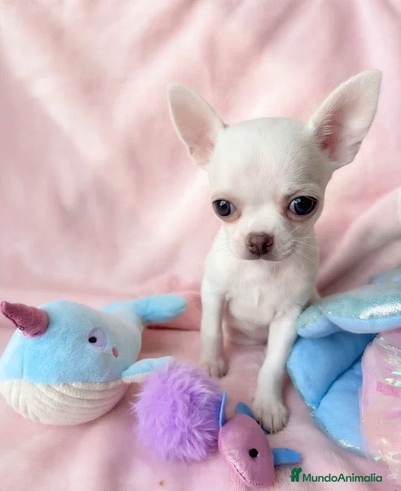 Chihuahua perros 🐶🤍 ESPECTACULARES CHIHUAHUA ✨  - Anuncio 1