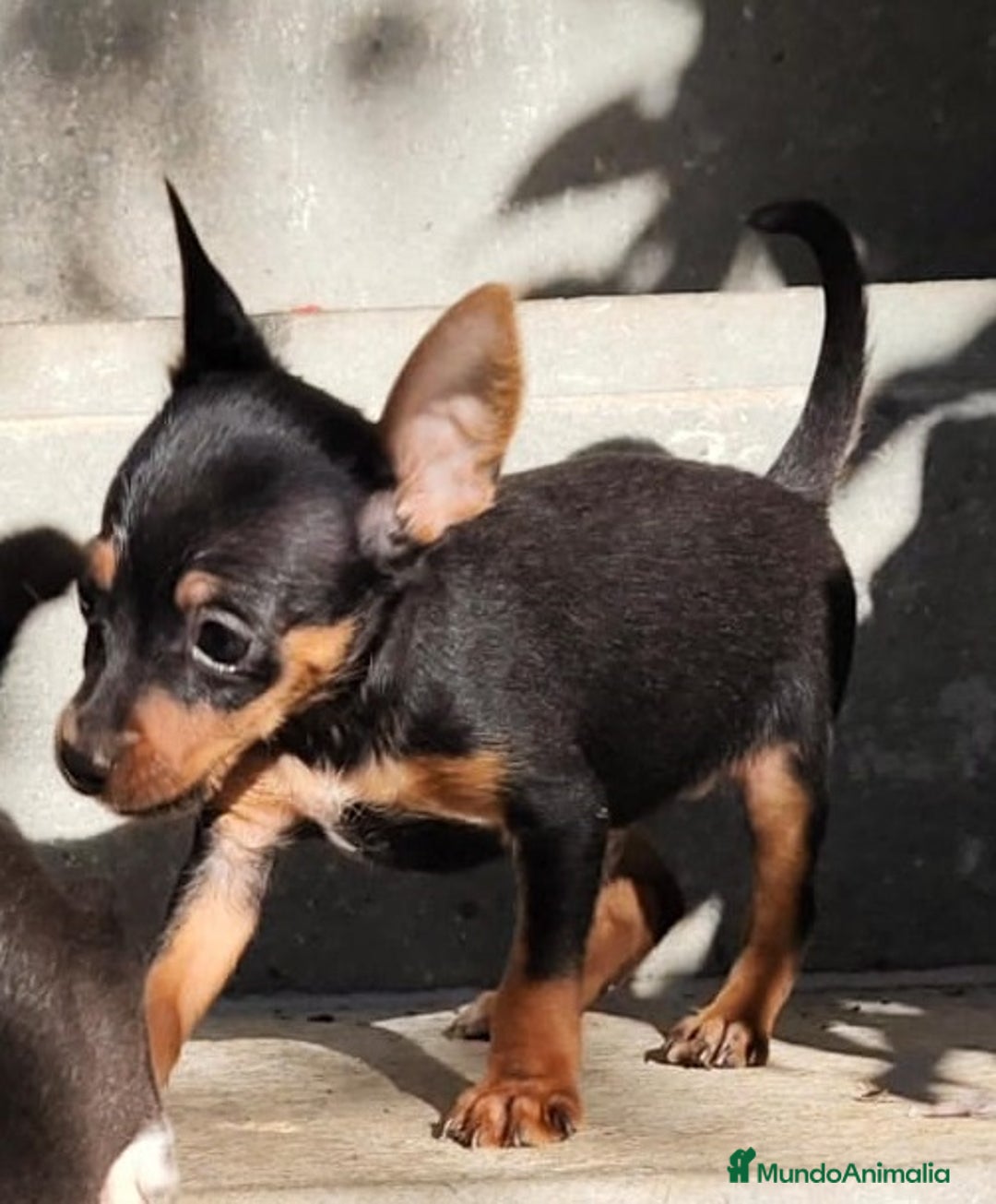 Pinscher Miniatura perros en venta: Mini pinscher negro fuego  - Anuncio 1