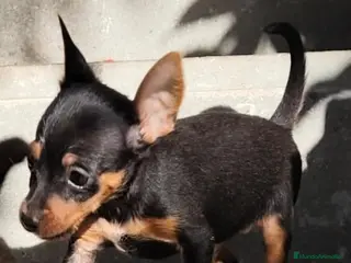 Pinscher Miniatura perros Mini pinscher negro fuego - Anuncio 5