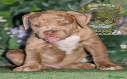 American Bully perros en venta: AMERICAN BULLY XL / AMERICAN BULLY XXL 622414793  - Imagen 4