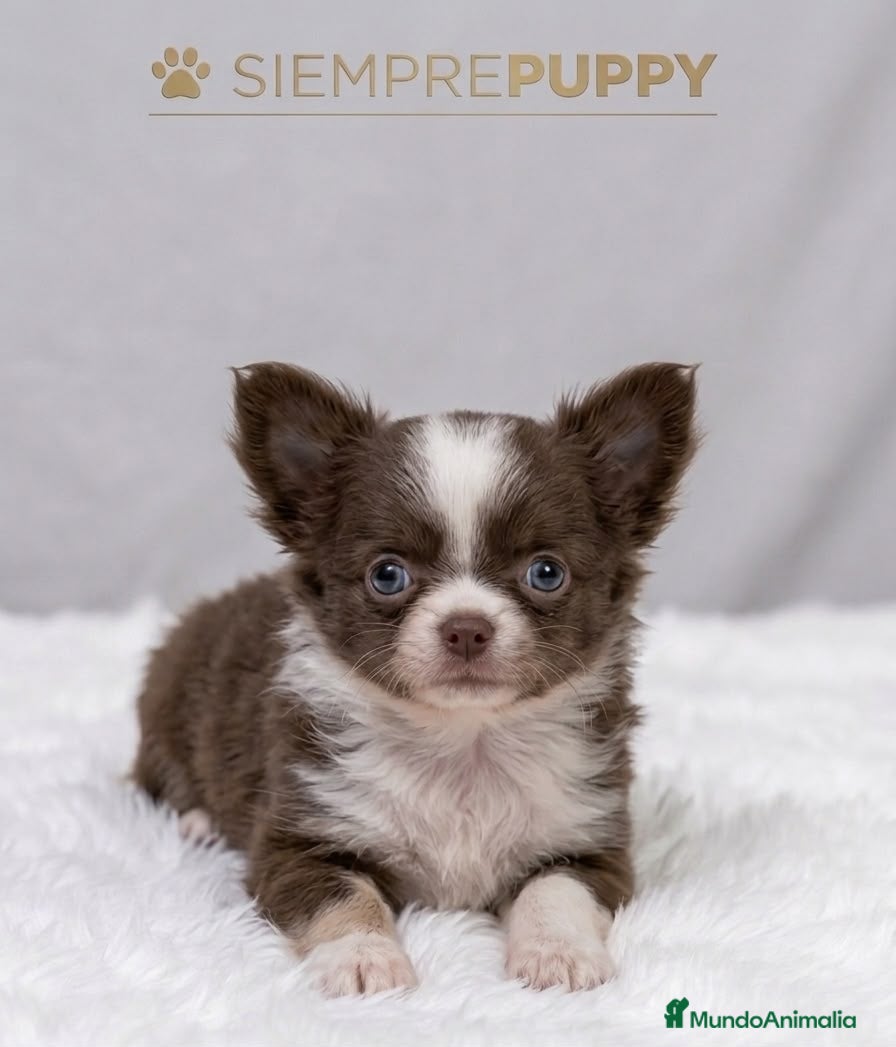 Chihuahua perros CHIHUAHUA MINI TOY PELO LARGO - Anuncio 2