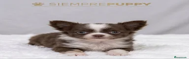 Chihuahua 1