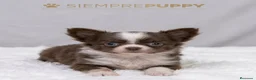 Chihuahua perros en venta: CHIHUAHUA MINI TOY PELO LARGO - Anuncio 1