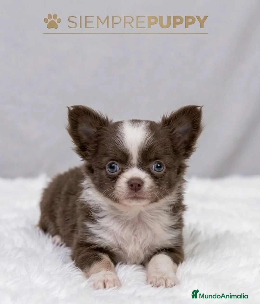 Chihuahua perros en venta: CHIHUAHUA MINI TOY PELO LARGO - Anuncio 1