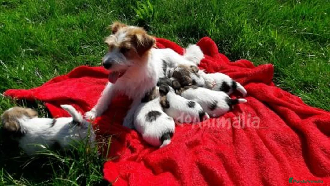 Imagen de galería {{count}}