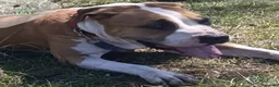 Raza Mixta perros en adopcion: BRIDGET busca hogar - Anuncio 4