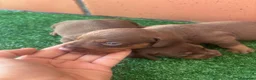 Teckel Miniatura perros en venta: Preciosos Teckel arlequín Isabella y chocolate - Anuncio 4