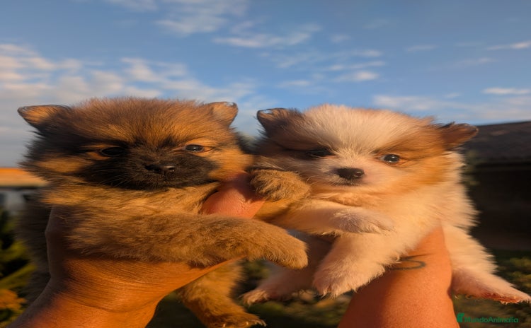 Spitz pequeño - Kleinspitz perros - Anuncio 1