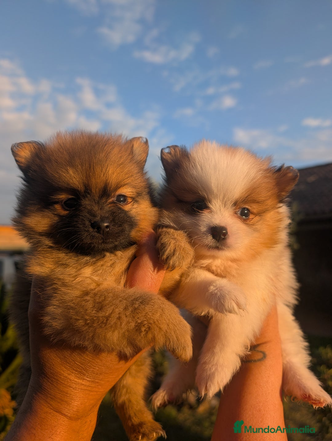 Spitz pequeño - Kleinspitz perros en venta: Kleinspitz pomerania  - Imagen 1