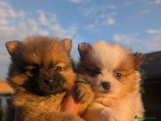 Spitz pequeño - Kleinspitz perros - Anuncio 2