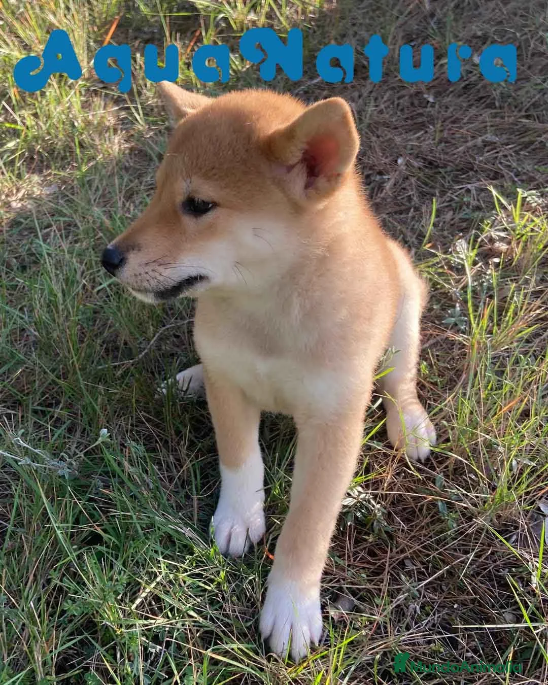 Shiba Inu perros en venta: Shiba Inu Hembra 5287 de Mar - AQUANATURA en Barcelona - Anuncio 5