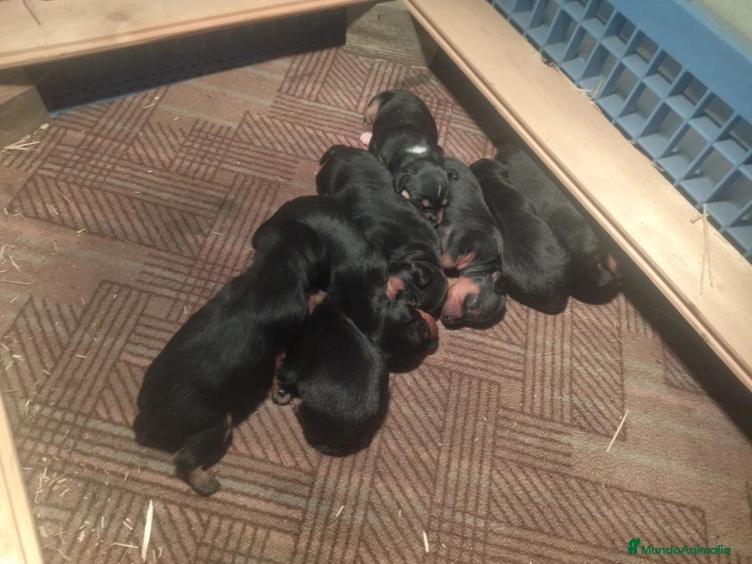 Pinscher Miniatura perros en venta: Camada de minipincher - Anuncio 6