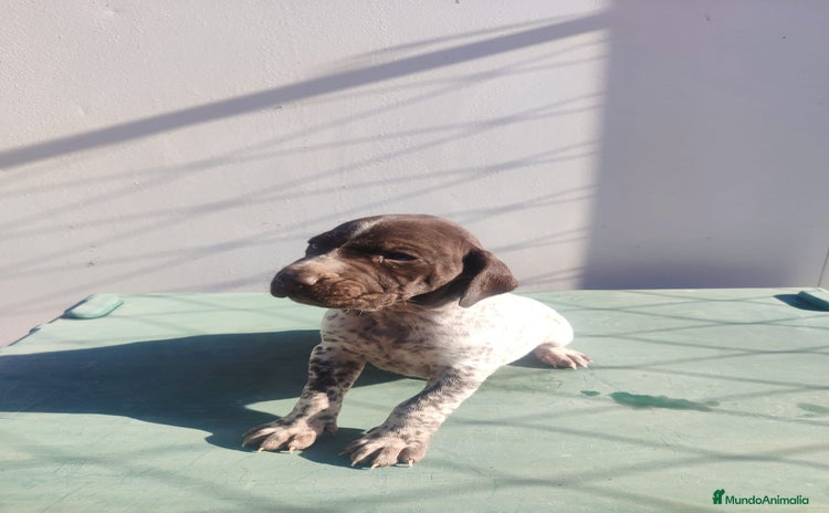 Braco Alemán de Pelo Corto perros - Anuncio 4