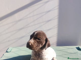 Braco Alemán de Pelo Corto perros - Anuncio 1