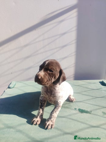 Braco Alemán de Pelo Corto perros - Anuncio 1