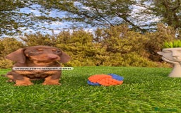 Teckel Miniatura perros en venta: TECKEL CHOCOLATE MACHO PEQUEÑO - Imagen 5