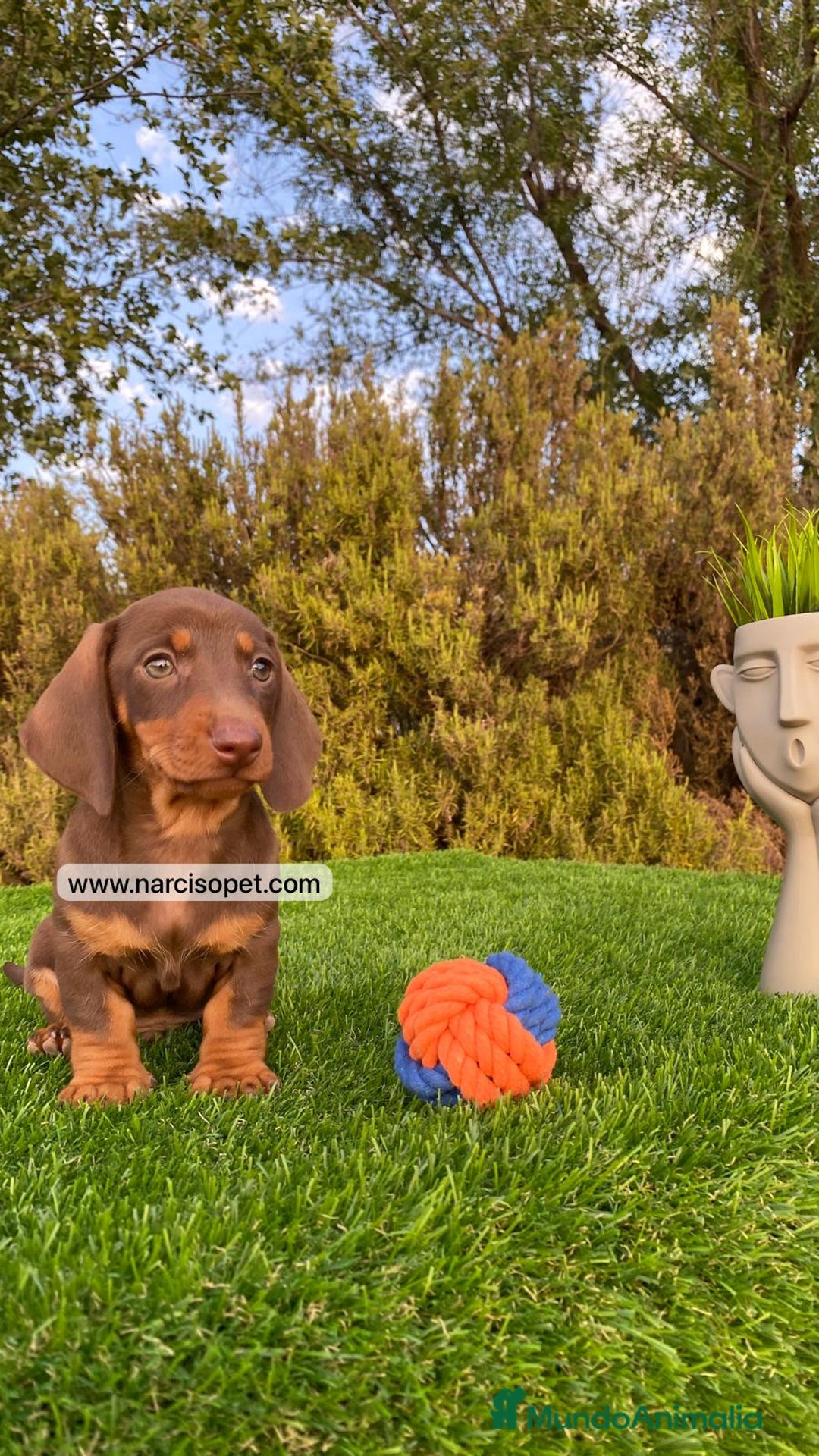 Teckel Miniatura perros en venta: TECKEL CHOCOLATE MACHO PEQUEÑO - Imagen 5
