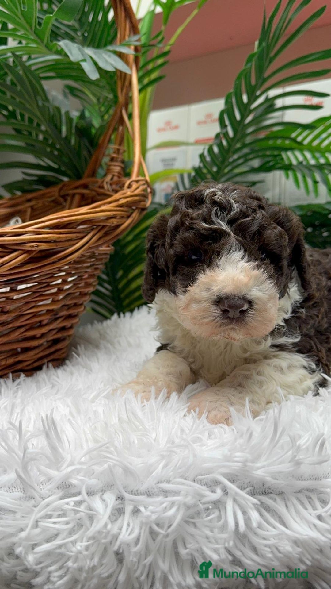 Perro de Agua Español perros en venta: PERRO DE AGUA ESPAÑOL MACHO - Anuncio 4