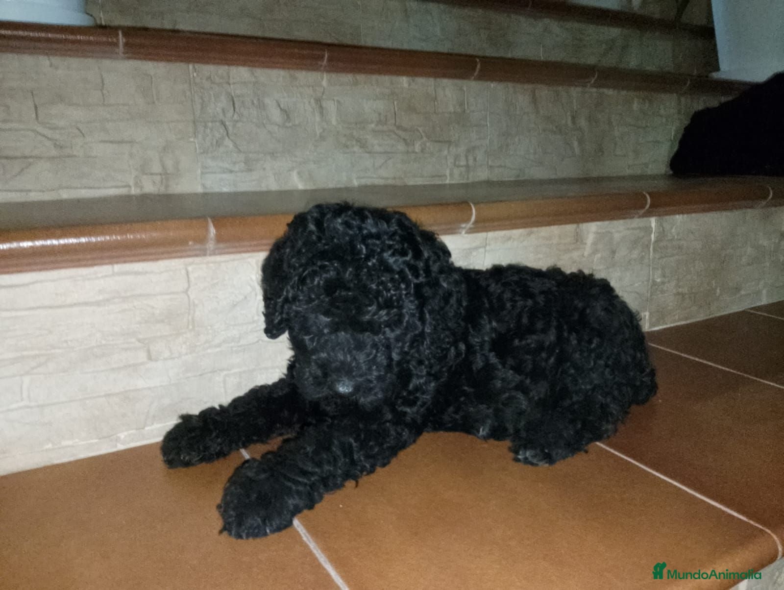 Perro de Agua Español perros ÚLTIMO Perro de Agua Español Económico - Anuncio 1
