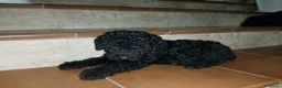 Perro de Agua Español perros en venta: Perro de Agua Español Económico - Anuncio 2