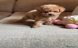 Maltipoo perros en venta: Maltipoo precisa y diminuta !!! - Imagen 5