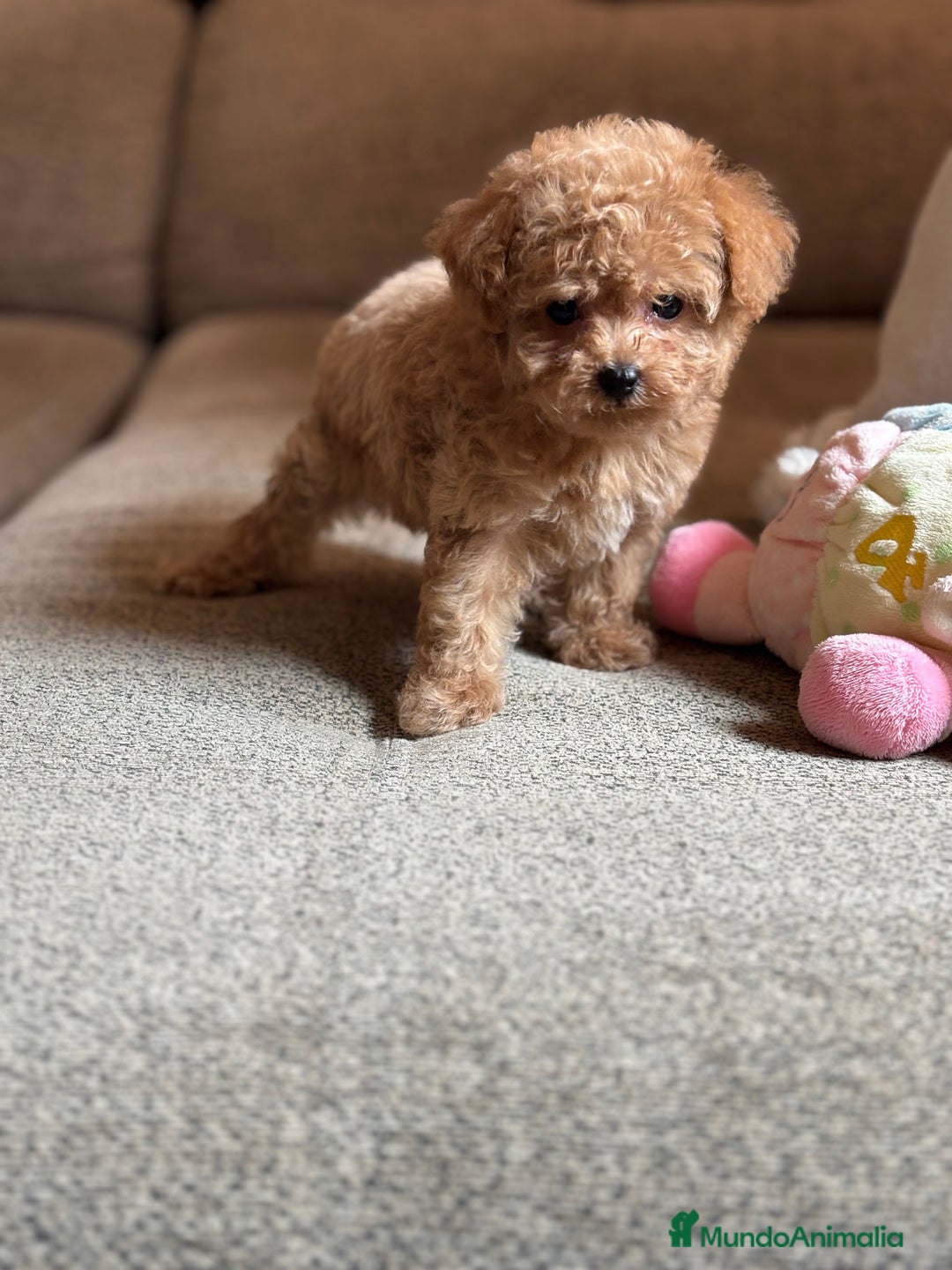 Maltipoo perros en venta: Maltipoo precisa y diminuta !!! - Imagen 5