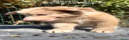 Border Collie perros en venta: BORDER COLLIE DE VILLA BIZNAGA - Anuncio 24