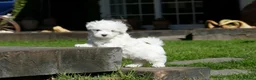 Bichón Maltés perros en venta: Cachorros de Bichón Maltés disponibles - Anuncio 3