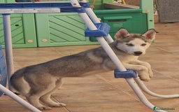 Husky Siberiano perros en venta: Husky Siberiano  - Imagen 3