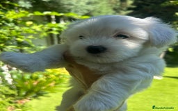Bichón Maltés perros en venta: CACHORROS DE BICHON MALTÉS  - Imagen 2