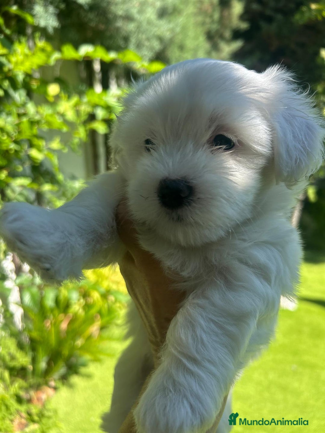 Bichón Maltés perros en venta: CACHORROS DE BICHON MALTÉS  - Imagen 2