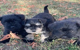 Schnauzer Miniatura perros en venta: Cachorros de schnauzer mini - Imagen 1