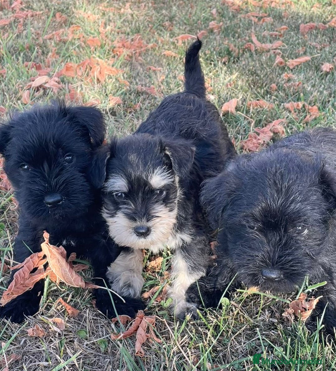 Schnauzer Miniatura perros en venta: Cachorros de schnauzer mini - Imagen 1