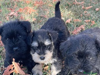 Schnauzer Miniatura perros - Anuncio 24