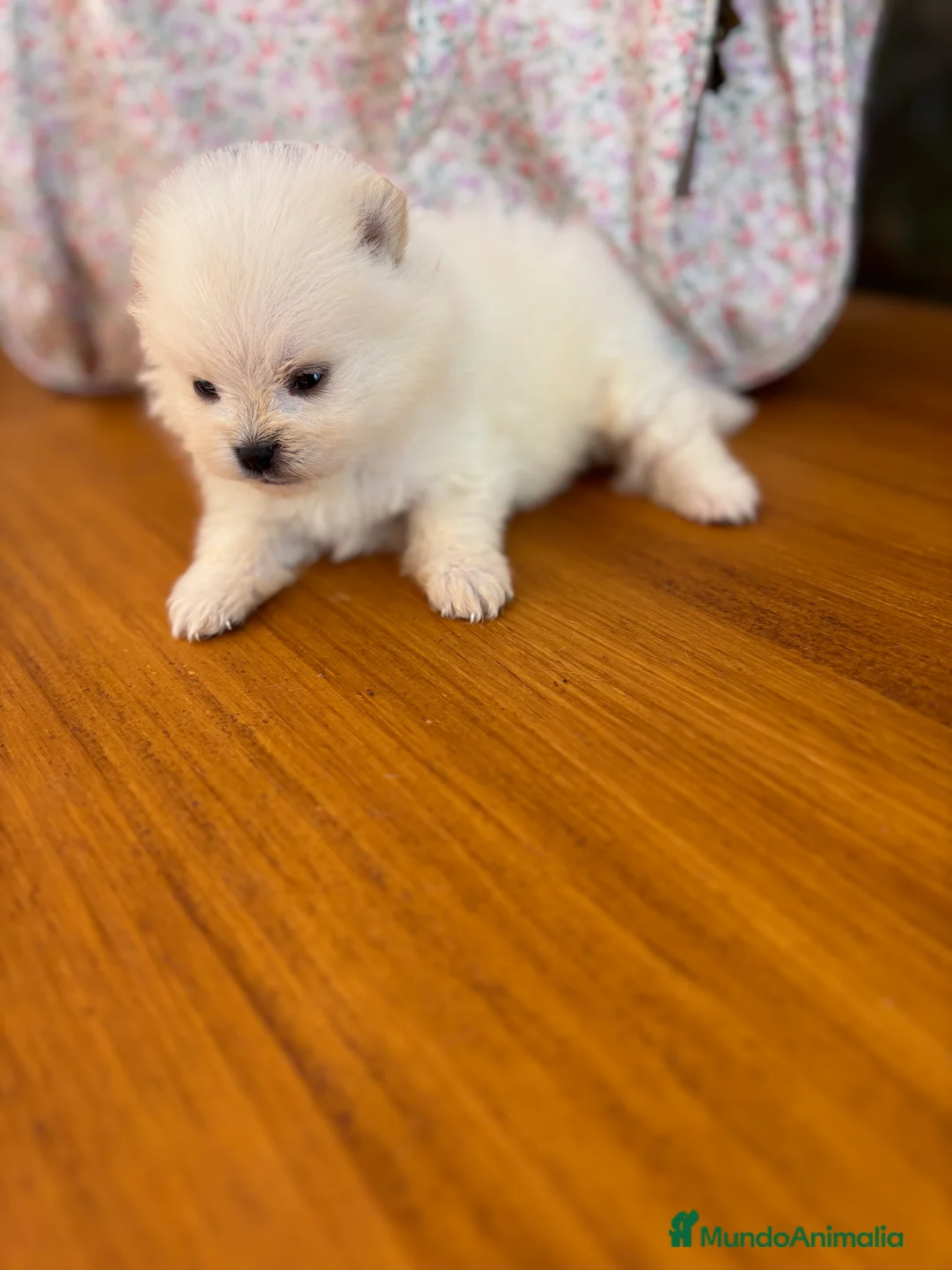 Pomerania perros en venta: Pomeranias muy bonitos !!! - Anuncio 16