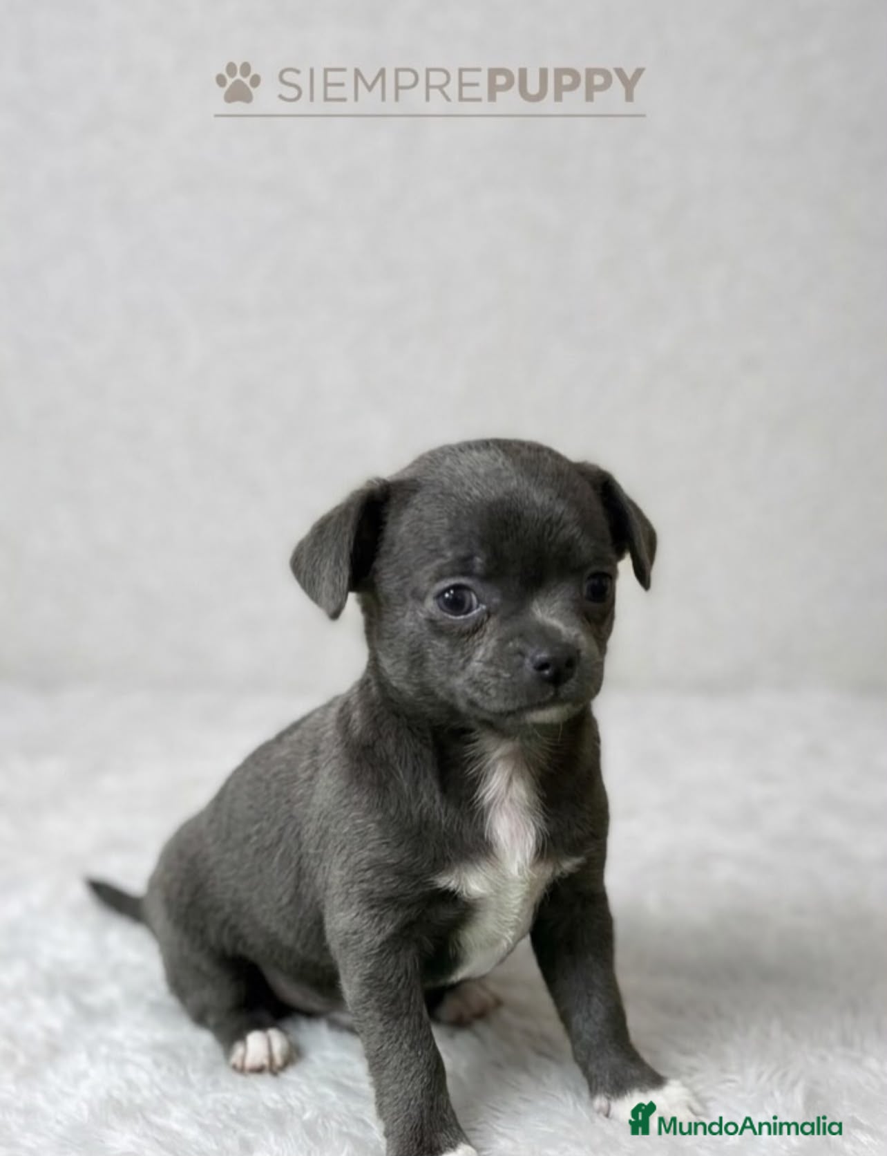 Chihuahua perros CHIHUAHUA BLUE TOY - Anuncio 1