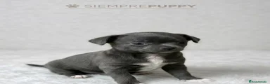 Chihuahua 1